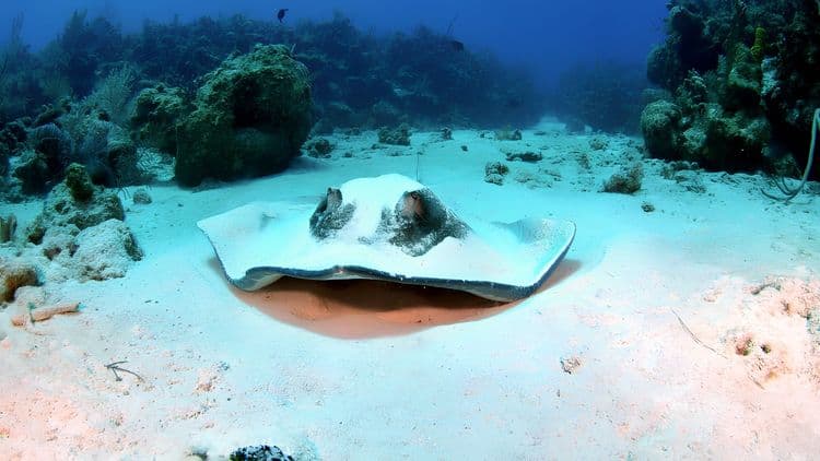Sea Turtles, Rays & Letters from Hell