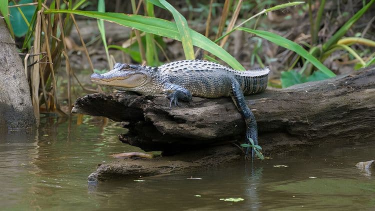 Louisiana Swamp Tour