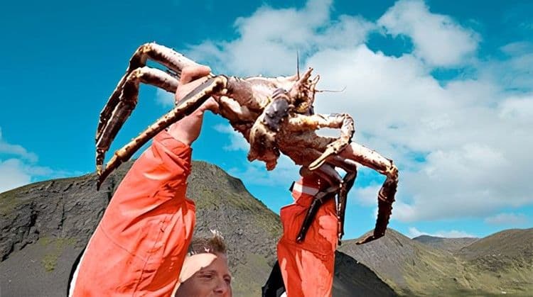 King Crab Safari by Bus