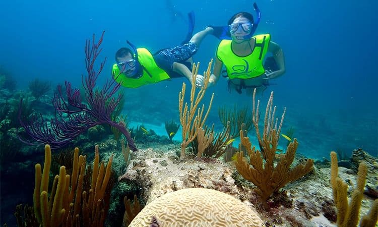 Combo Snorkel and Dolphin Experience