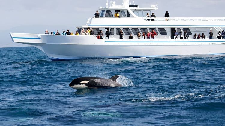 Pacific Whale Watching