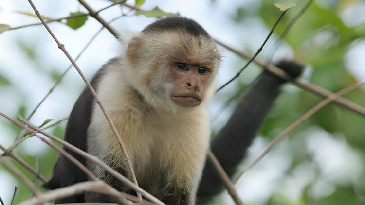 Panama Canal and Monkey Eco-Tour