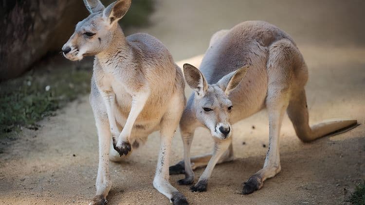 Taronga Zoo Aussie Wildlife Tour