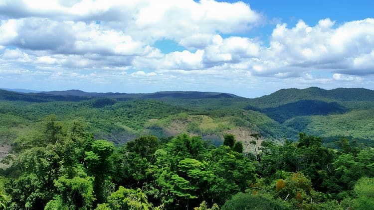 Discover the Blue Mountains Debark Tour