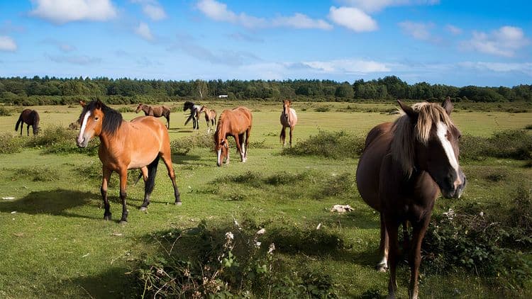 Hampshire's New Forest