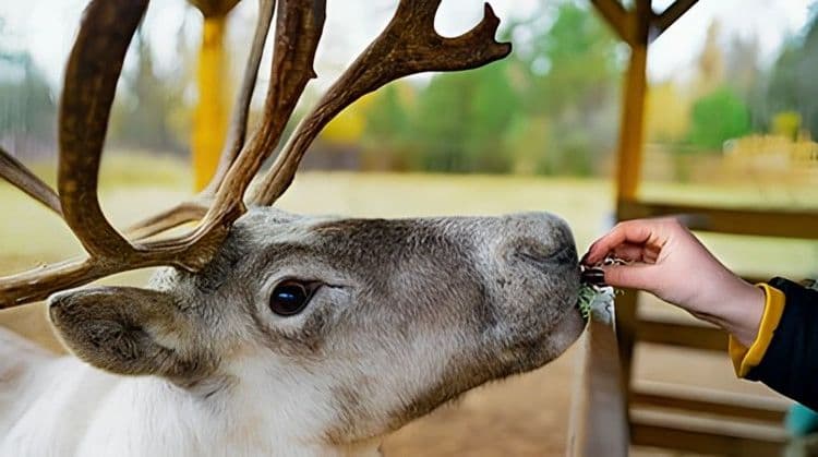 Deer Farm