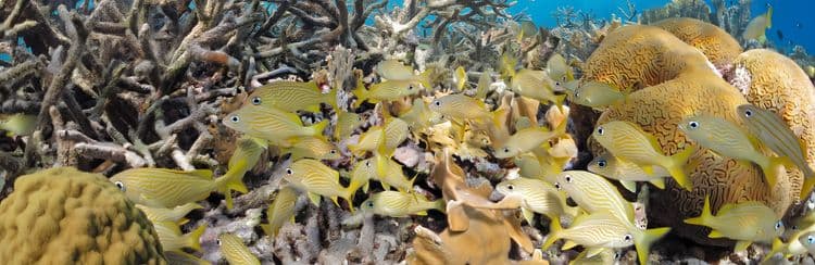 Bonaire Two-Site Snorkeling