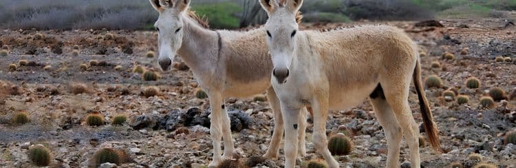 Donkey Sanctuary & Salt Production