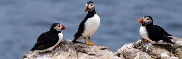 Off The Beaten Track: Cruise To Vigur Bird Island