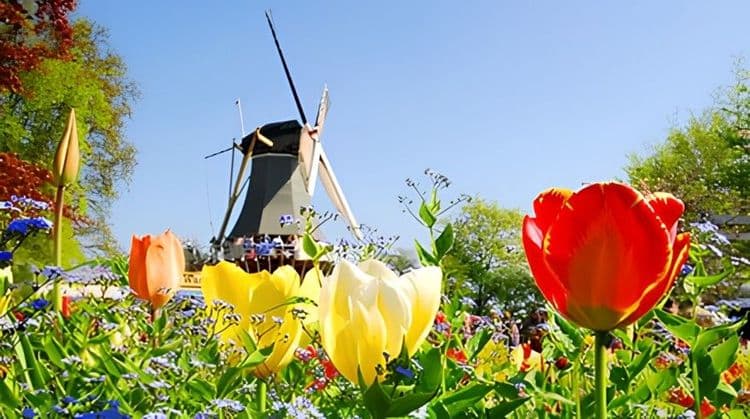 Keukenhof