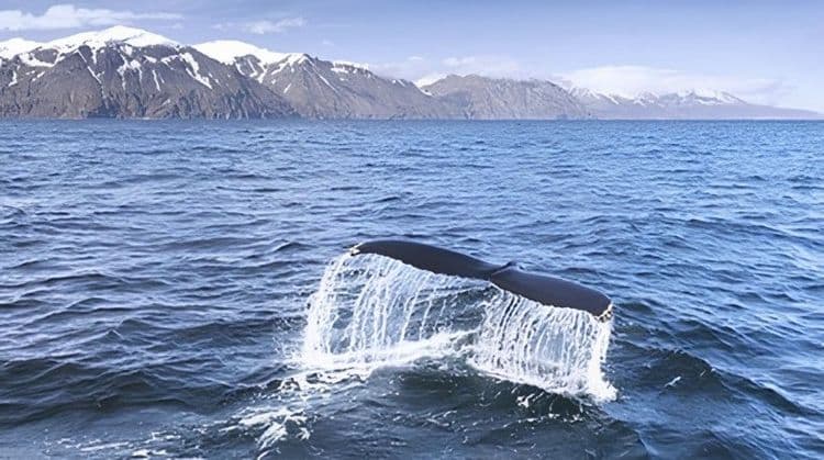 Whale Watching From Húsavík