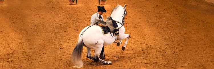 Cadiz, Sherry & Horses: Equestrian Horse Rehearsals