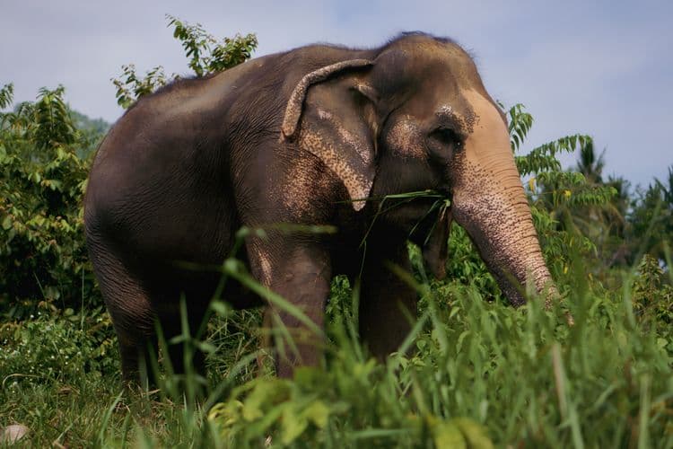 Safari Theme Park & Elephant Trek