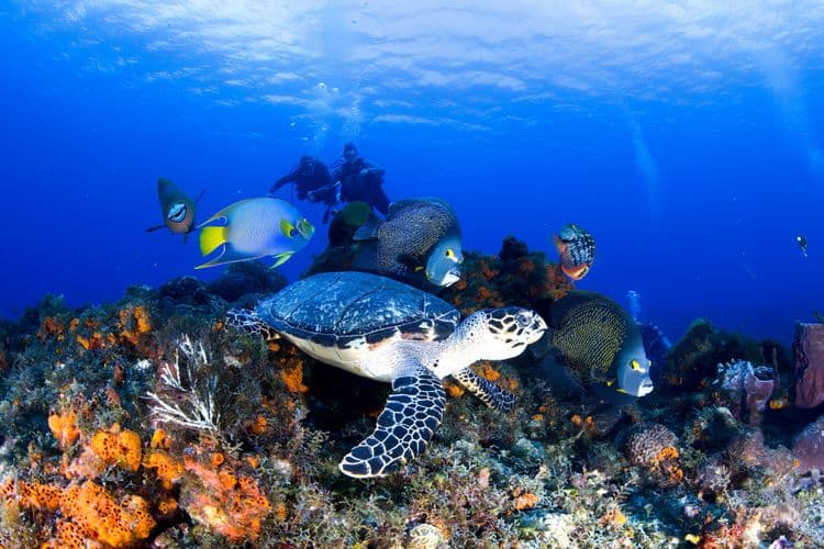 Cozumel Interactive Reef Restoration