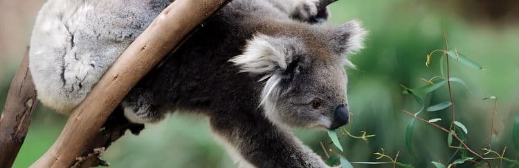 Healesville Wildlife Sanctuary