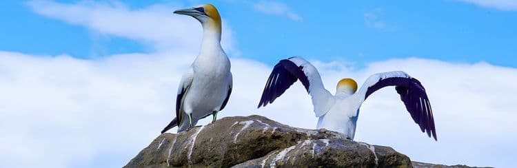 Cape Kidnappers Station & Gannet Safari