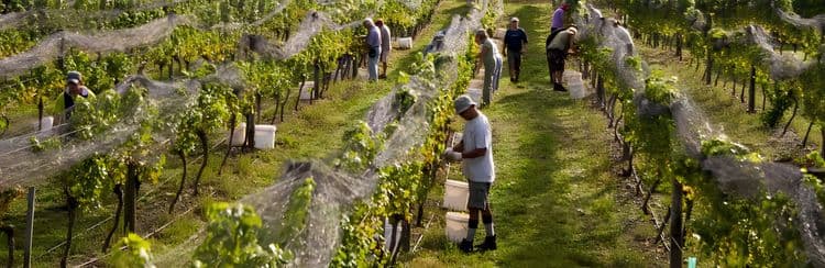 Clearview & Abbey Cellars