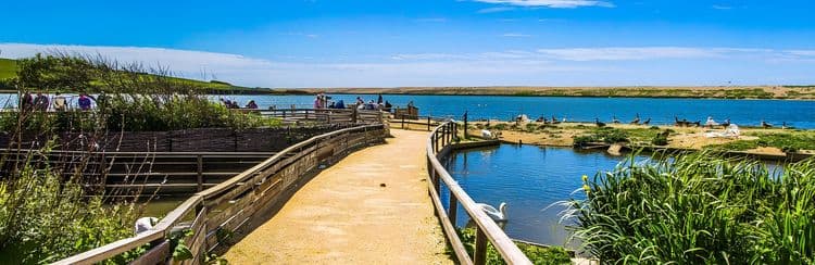 Abbotsbury Swannery & Gardens