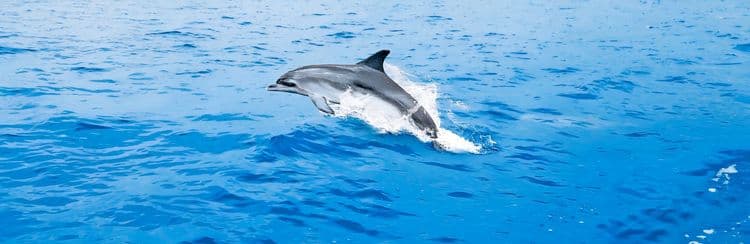 Nautical Adventure: Dolphins & Sea Lions