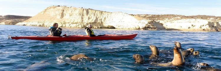Valdes Peninsula Kayaking With Sea Lions