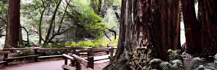 Muir Woods & Sausalito