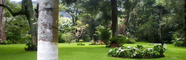 Country Drive & Coffee Plantation