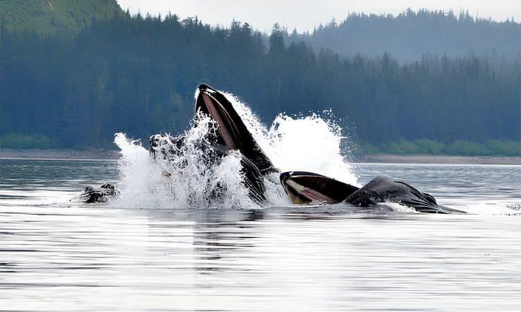 Luxury Whale Watching