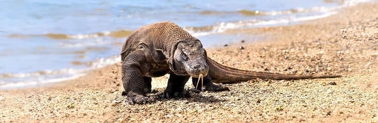 Komodo Island Adventure