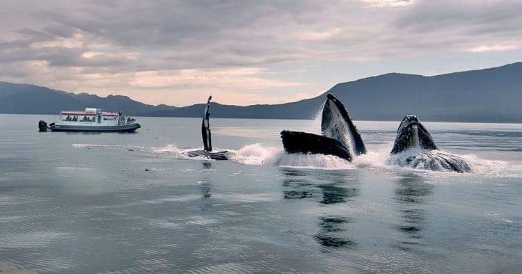 VIP Alaska's Whales & Glacier Rainforest Trails