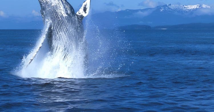 Small Group Whale Discovery