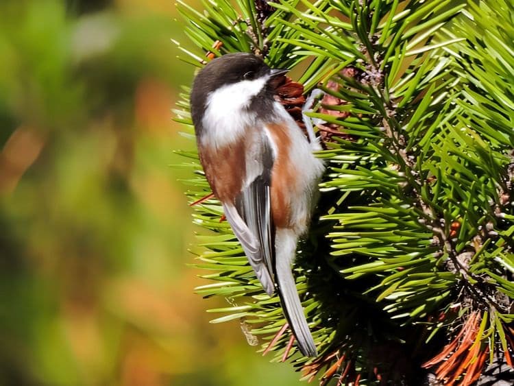 Discover The Birds Of Hoonah