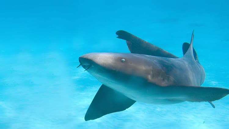 Sharks, Rays, Barrier Reef Snorkeling & Island Getaway