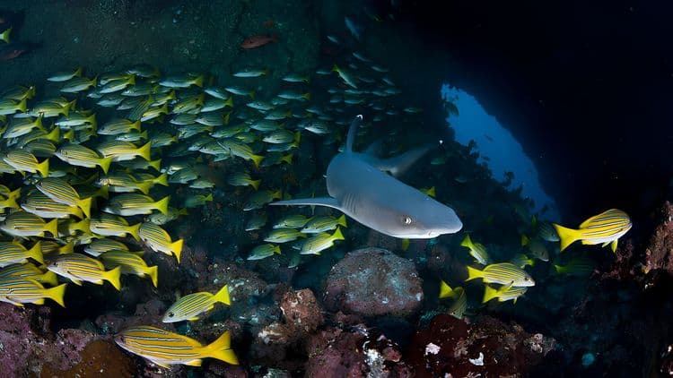 Atlantis Submarine Night Expedition