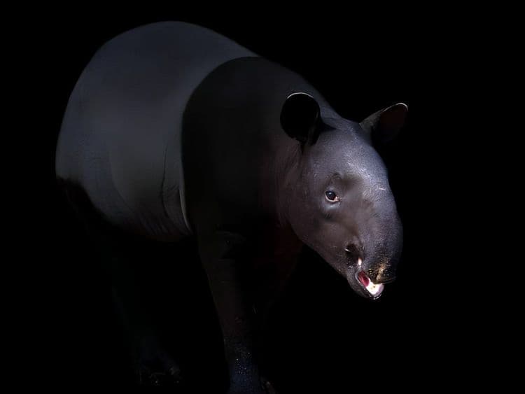 Night Safari