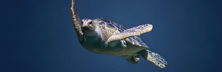 Cayman Island Highlights & Turtle Centre