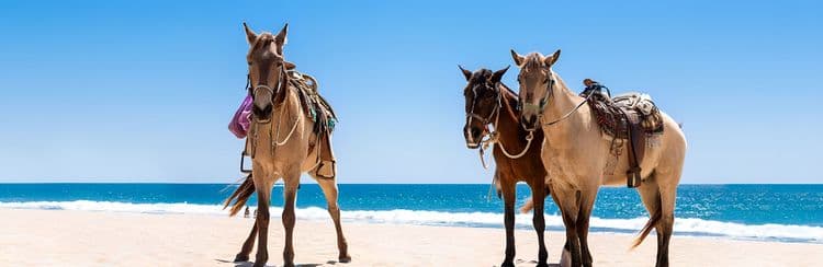 Beach Horseback Ride