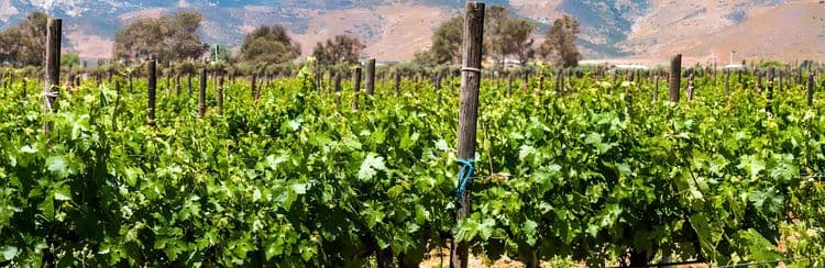 Calafia Valley Wine Country