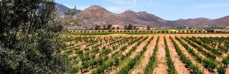 Wine Country ATV Adventure