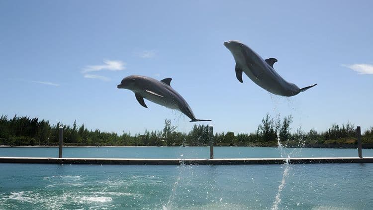 Dolphin Encounter, Seaquarium And Animal Shows