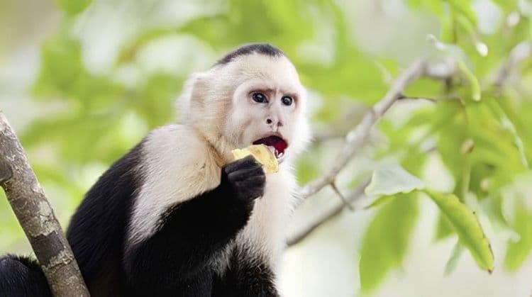 Monkey Watch At Gamboa