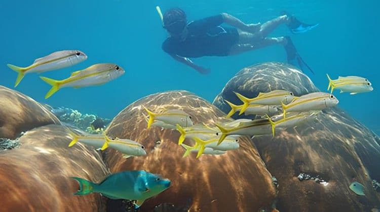 Glass-bottomed Boat & Snorkel Tour