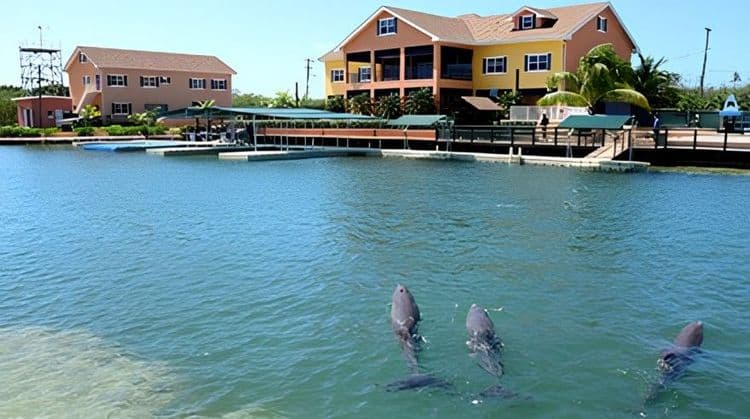 Dolphin Swim & Seven Mile Beach