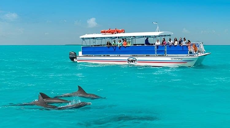 Dolphin Watch And Snorkel