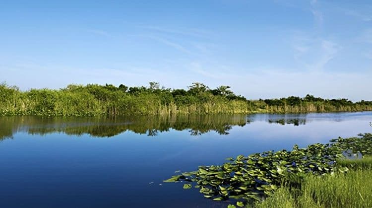 Everglades Tour: For Guests In Transit