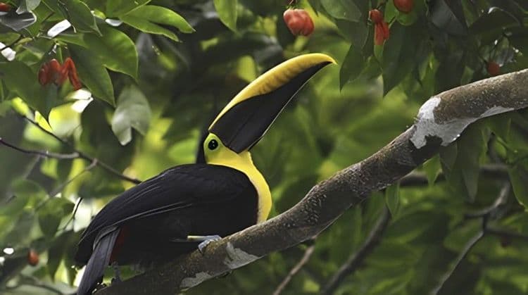 Birds & Nature at the Bocuare Jungle Haven