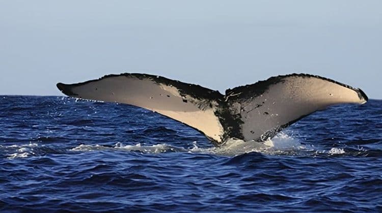 Whale & Dolphin Adventure