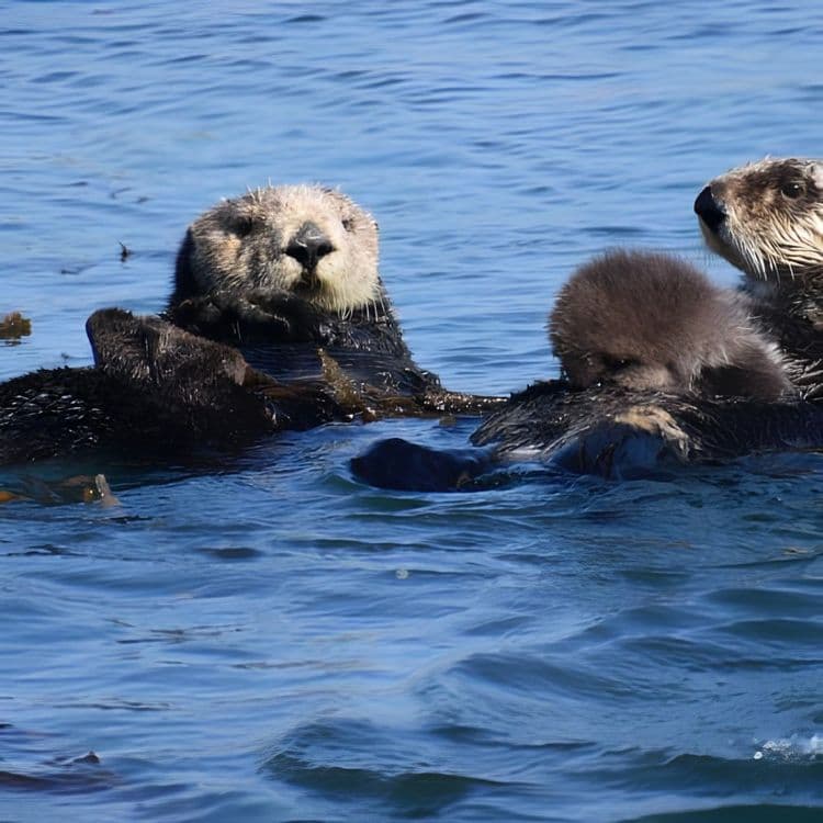 Sea Otter & Wildlife Quest, Sitka
