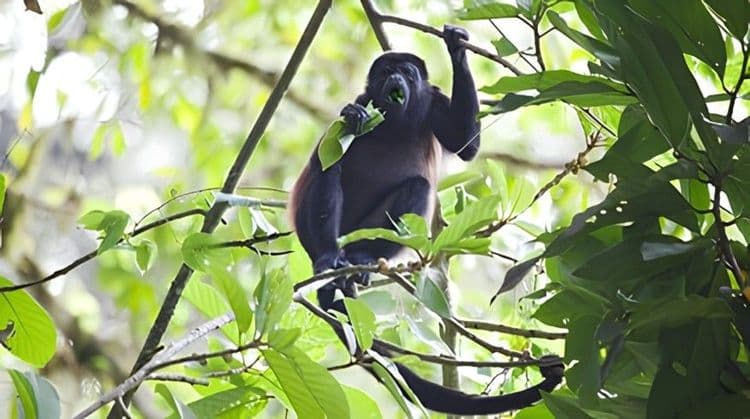 Tortuguero Canals & Veragua Rainforest Eco-adventure