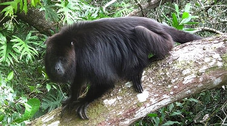Howler Monkey Sanctuary & Belize Zoo