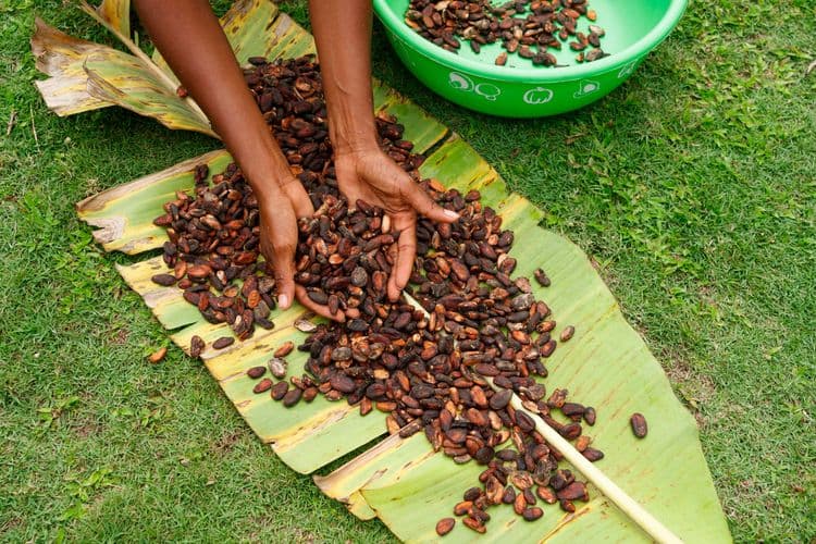 Puerto Plata Traditions & Flavors